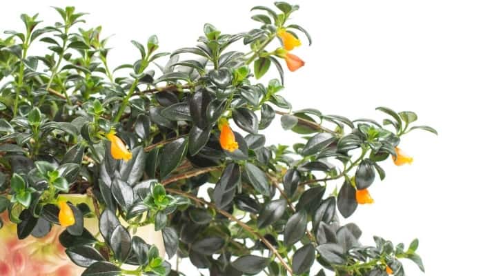 A flowering goldfish plant against a white background.