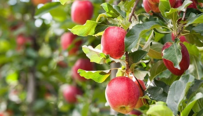 Close look at Gala apples ripening on a tree.