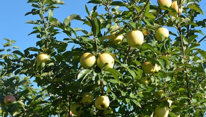 A Golden Delicious apple tree loaded with fruit.