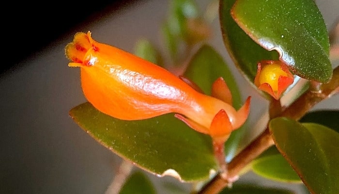 A close look at the orange flower of the goldfish plant.