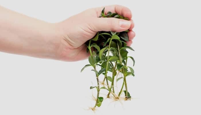 A person holding several freshly rooted cuttings of goldfish plants.