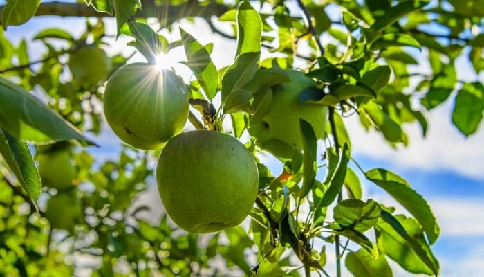 Three Granny Smith apples ripening on the tree.