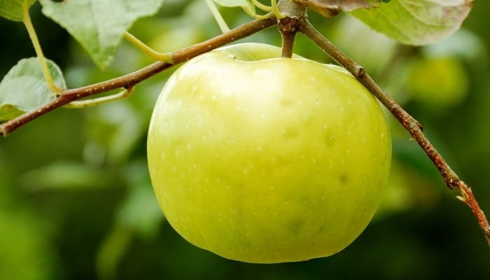 A single Grimes Golden apple growing on a tree.