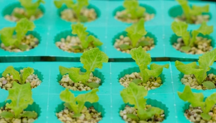 Rows of hydroponic lettuce plants planted in pebbles.