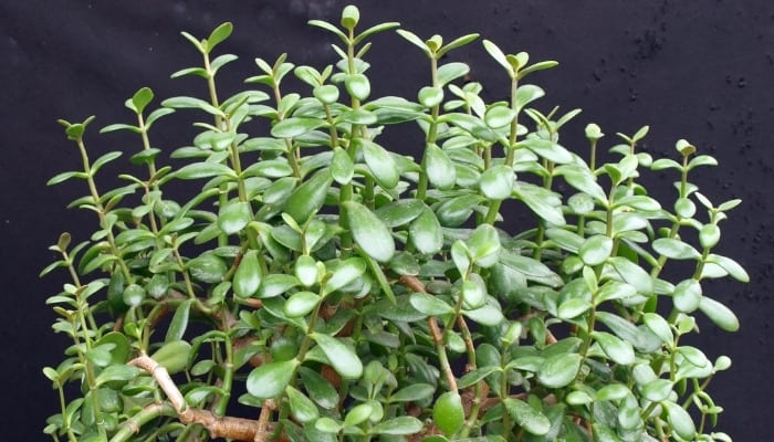 A large, healthy jade plant against a gray background.