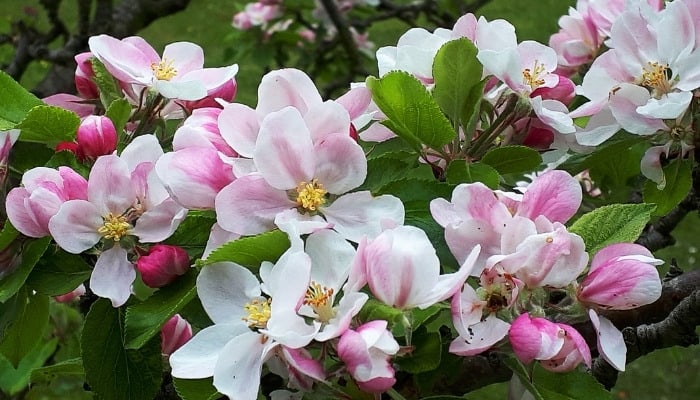 The pretty flowers of the James Grieves apple tree.