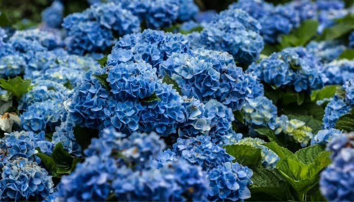 A close look at the bright blooms of a hydrangea bush.