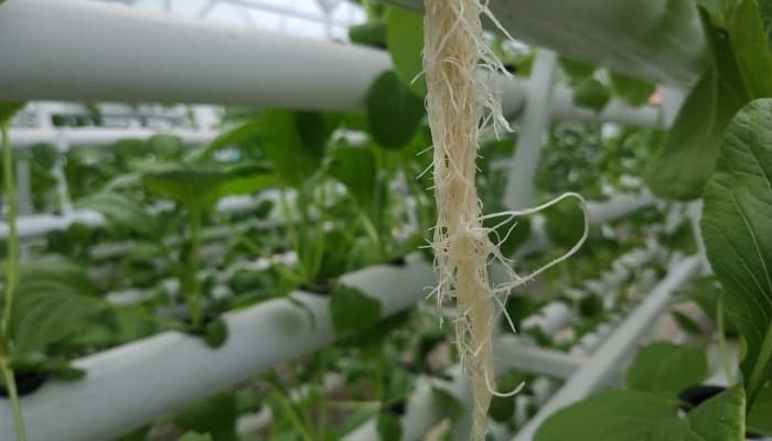 The long, healthy roots of a hydroponic plant.