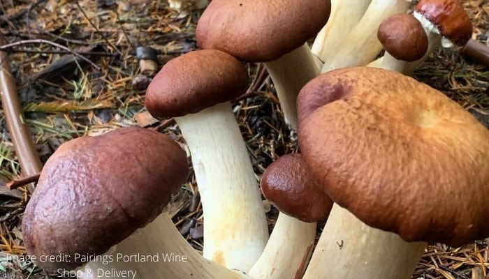 Multiple wine cap mushrooms ready to harvest.