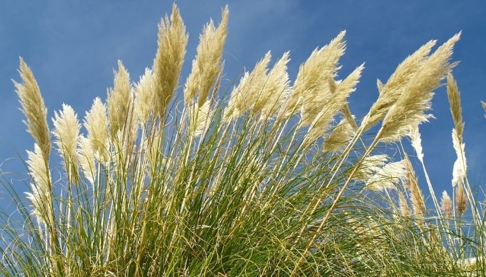 Tall plumes from a pampas grass plant against a blue sky.