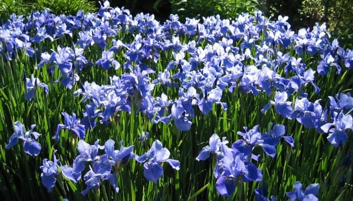 A large patch of blue irises in full bloom in a shaded area.