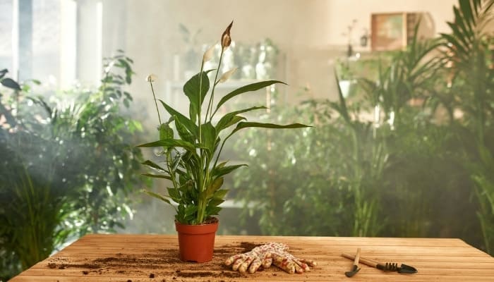 A peace lily on a potting table in a room filled with plants and filtered light.