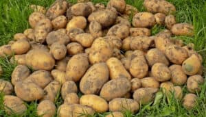 A large pile of freshly harvested potatoes on the grass.