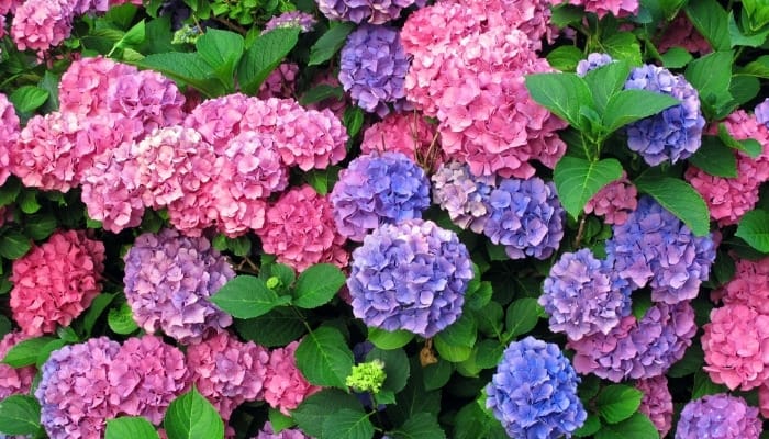 Lovely pink and blue hydrangea flowers on a mature bush.