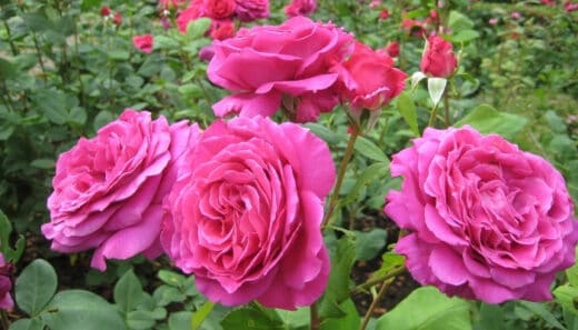 When To Plant Roses in Zone 7 - Full Guide (+ Winter Care)