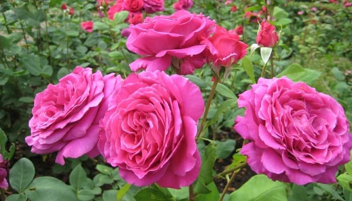 Pink rose bushes blooming en masse in a summer garden.