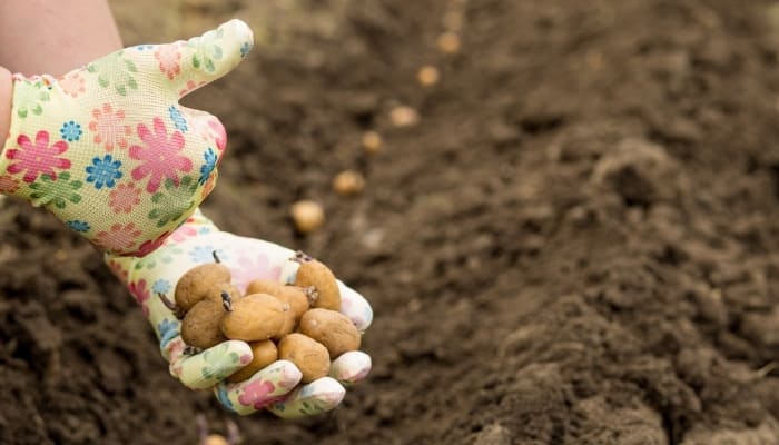 Guide To Planting Potatoes in Zone 5 (+ Best Varieties)