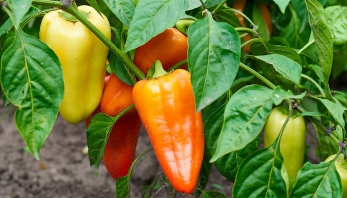 Red, yellow, and orange peppers growing on a healthy plant.