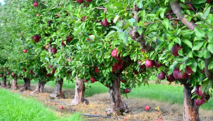 A row of healthy apple trees loaded with ripening fruit.