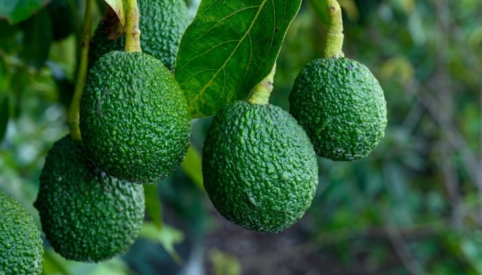 Six avocados growing on a healthy tree outdoors.