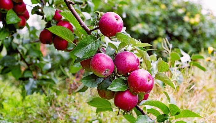 A branch of a Spartan apple tree loaded with ripening fruit.