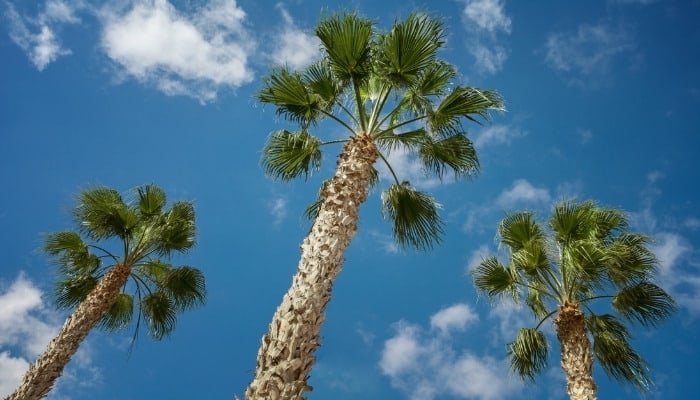 Three sabal palm trees against a blue sky viewed from below.