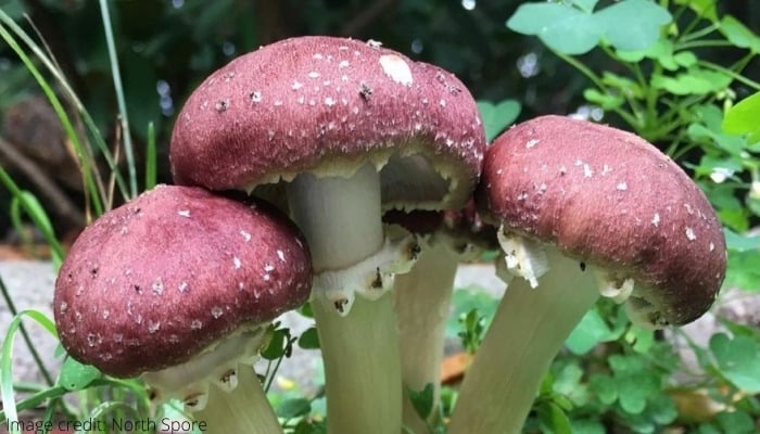 Three wine cap mushrooms growing outdoors.