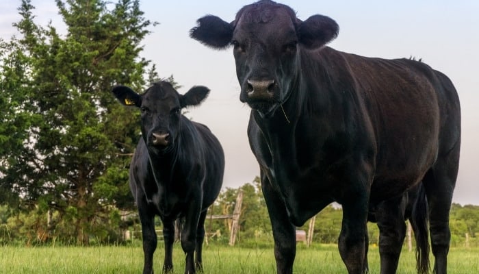 Two black angus cows in a pasture with a cedar tree in the background.