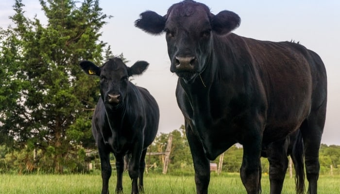 5 Most Profitable Animals for Small Farms