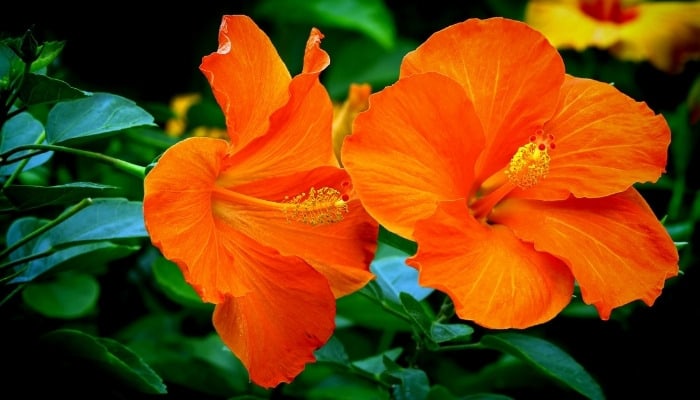 Two large, orange hibiscus flowers close up.