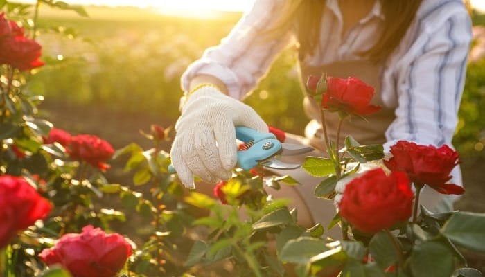 A woman deadheading her red roses outdoors.