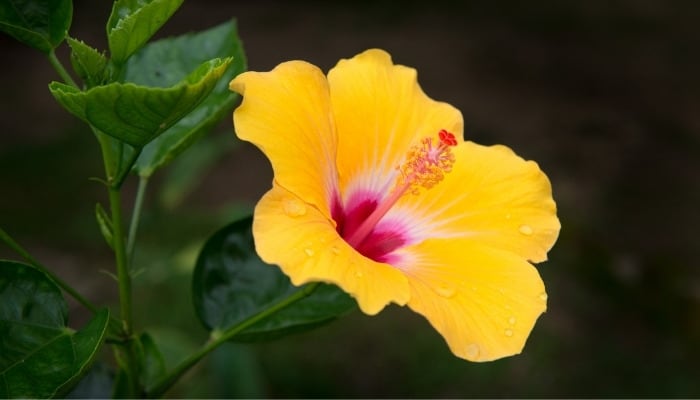 11 Tips for Keeping Hibiscus Blooming All Season Long