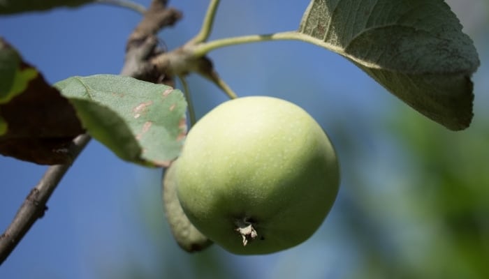 A single Yellow Transparent apple growing on a tree.