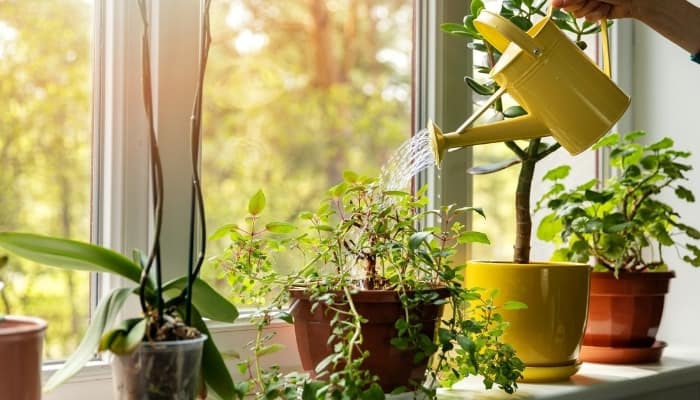 A person using a yellow watering can to water houseplants on a window sill.