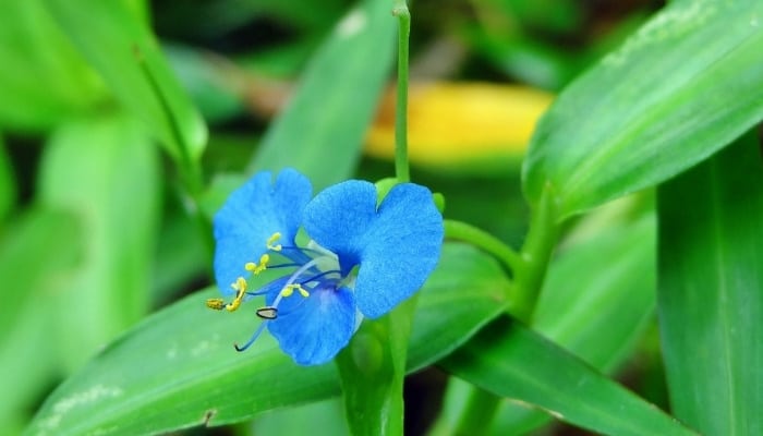 Close view of the flower of the Asiatic dayflower.