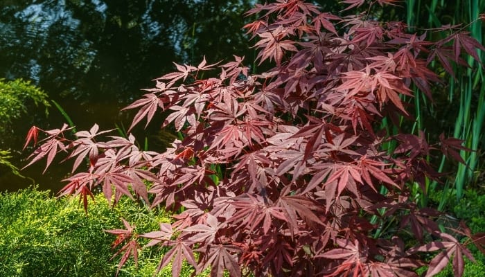 Atropurpureum maple tree in garden.