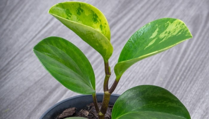 Peperomia obtusifolia or baby rubber plant indoors on table.