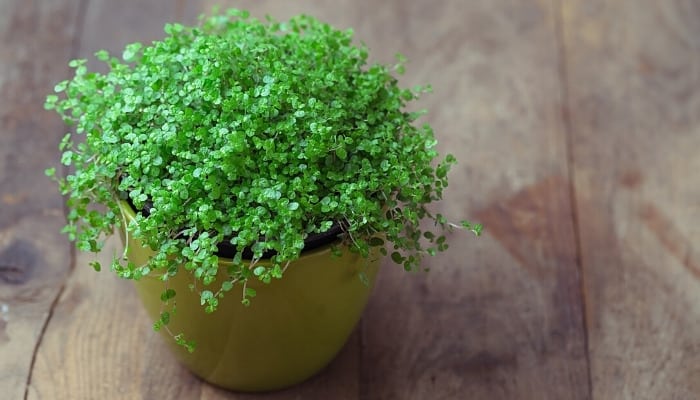 A baby's tears plant in a yellow planter indoors.