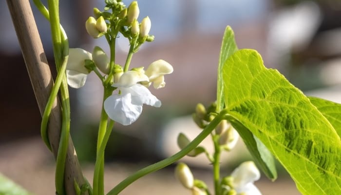 Close look at the flowers on a bean plant.