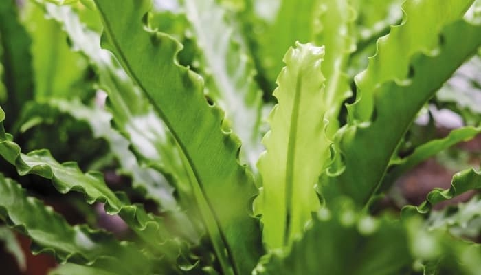 Bird nest fern up close