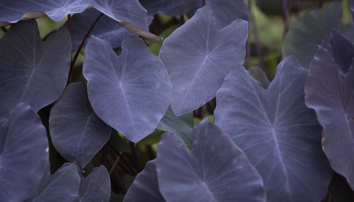 Up-close look at the leaves of a Black Magic Colocasia plant.