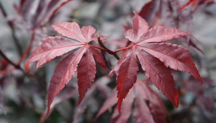 Two leaves on a Bloodgood maple tree.