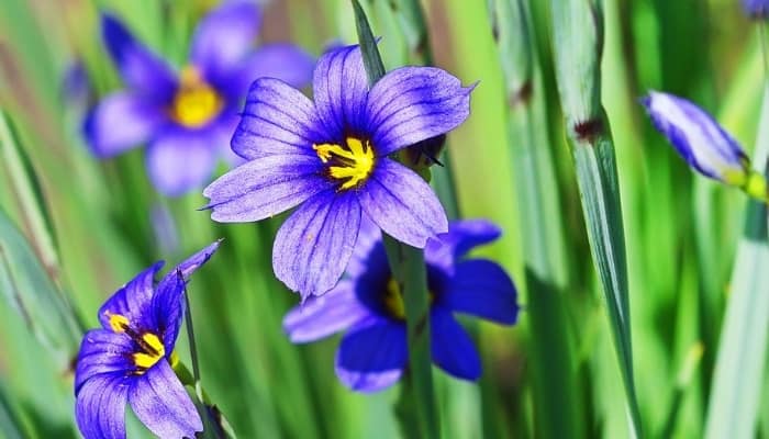 Close look at flowers from blue-eyed grass.