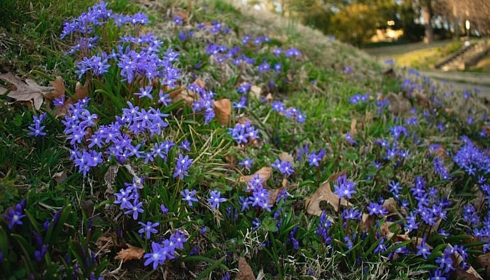Finding Blue Flowers in Your Grass? 10 Possibilities Revealed
