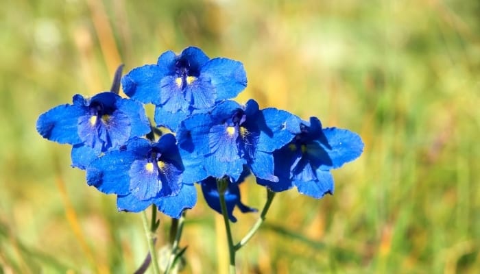 Pretty blue flowers of blue oxalis.