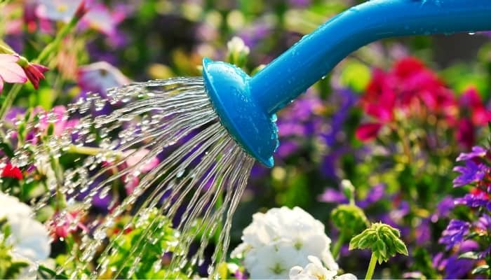 A blue watering can watering a mass of blooming plants.