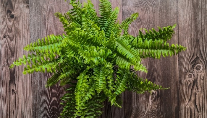 A Boston fern on a wood table viewed from above.