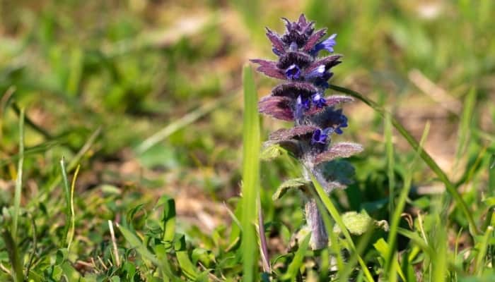 Single flower of common carpetweed.