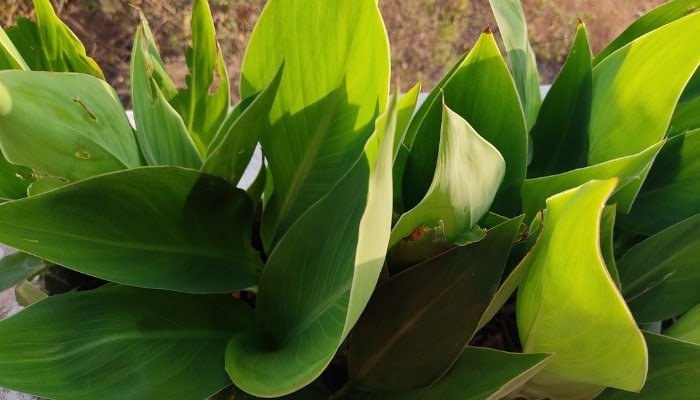 Aspidistra elatior or cast iron plant viewed from above.