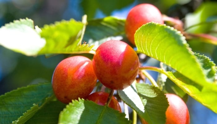 Red cherries still ripening on the tree.